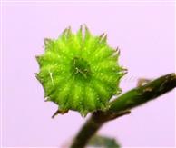  Schizocarp (Young)